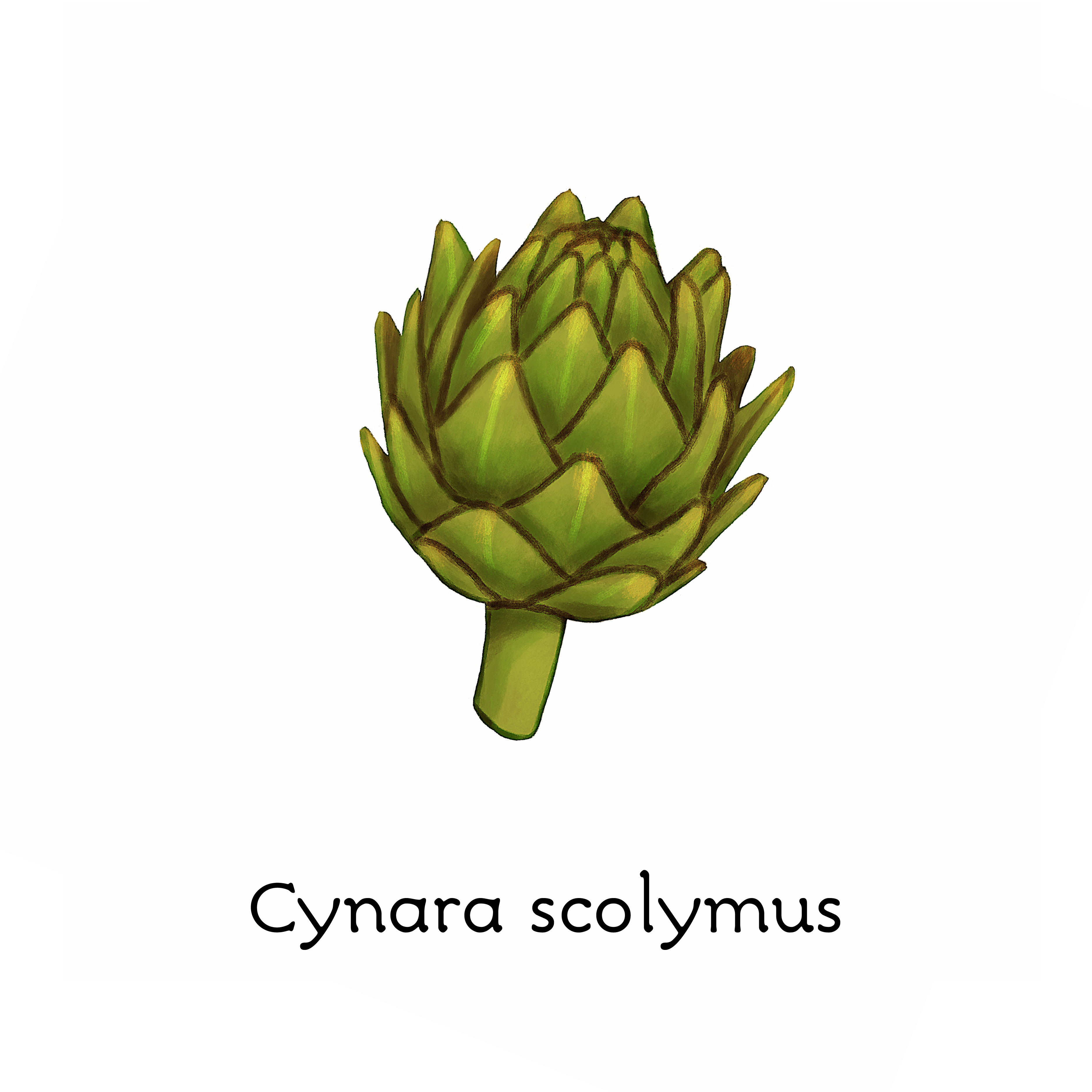 cynara_scolymus