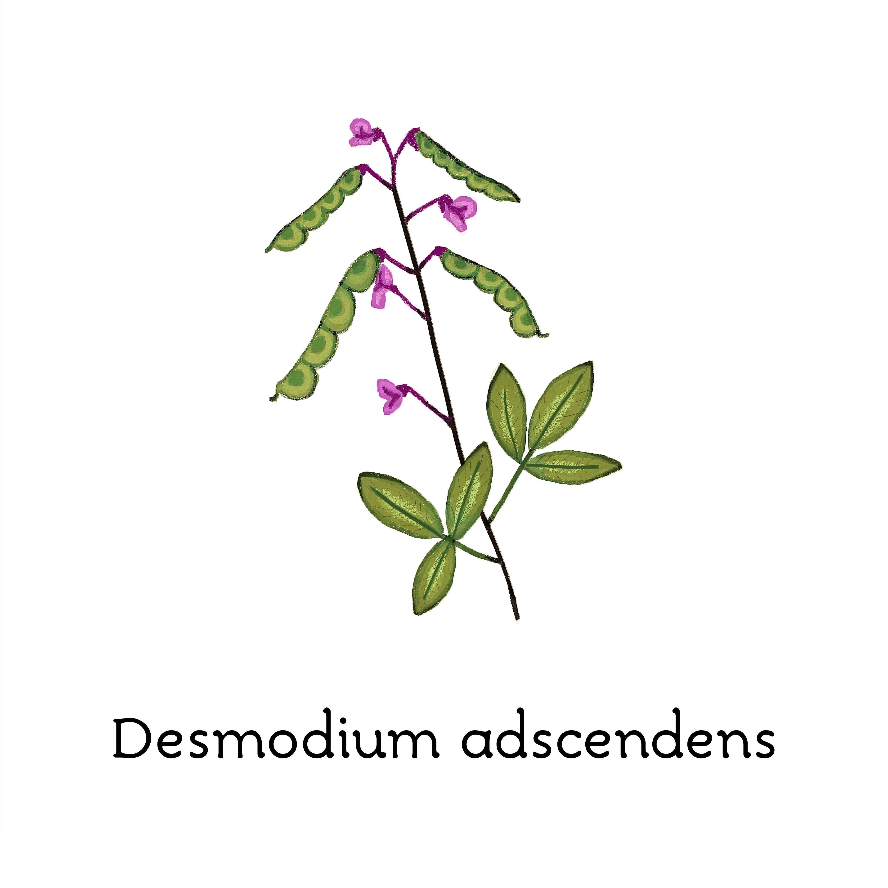 desmodium_adscendens