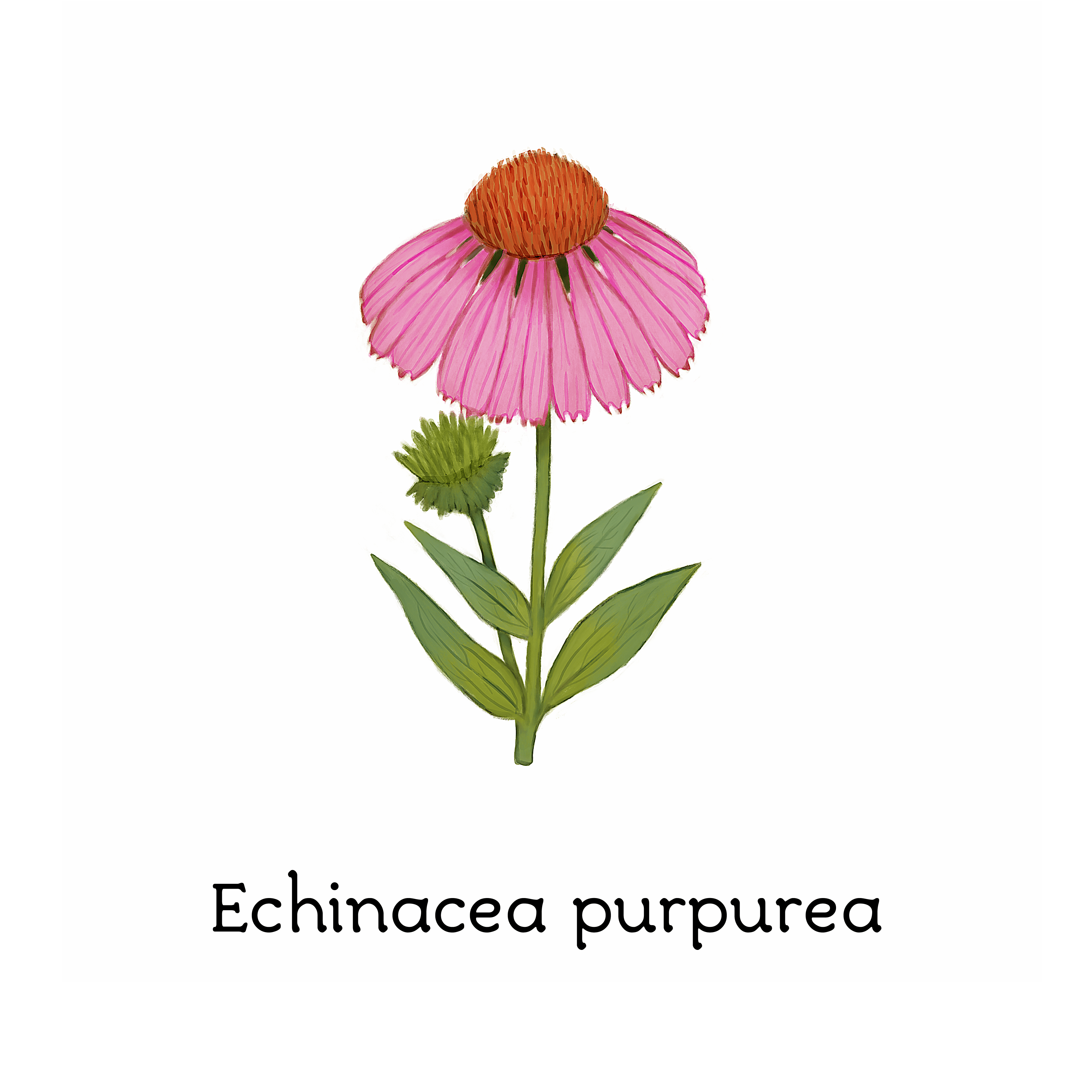 echinacea_purpurea
