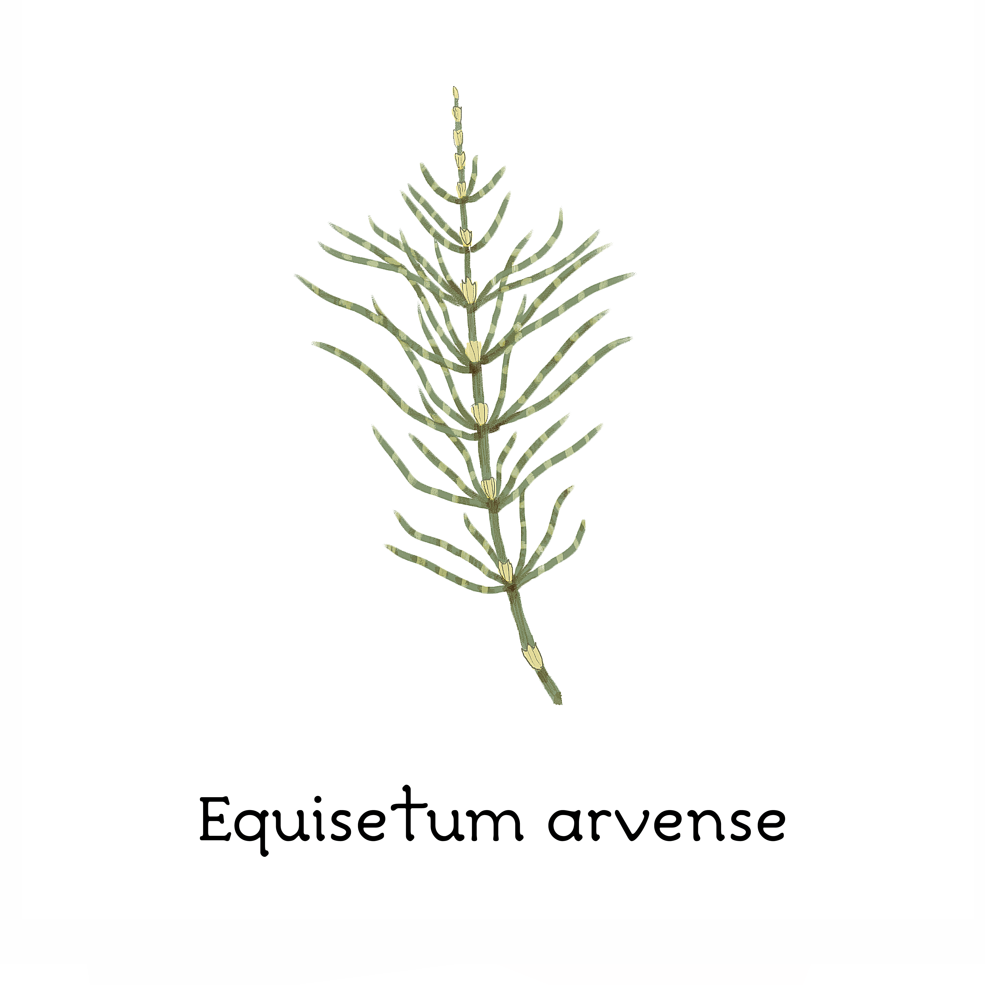 equisetum_arvense