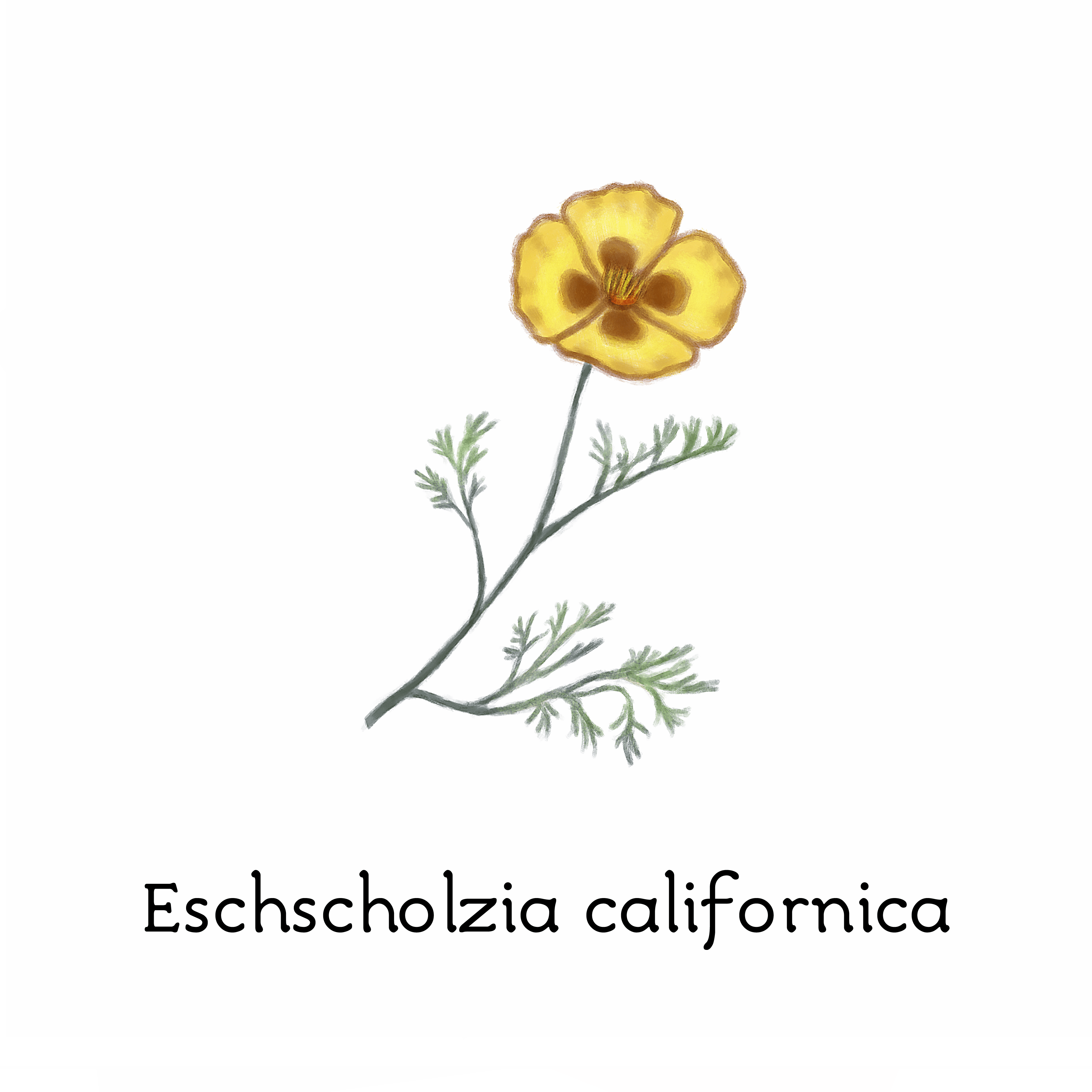 eschscholzia_californica