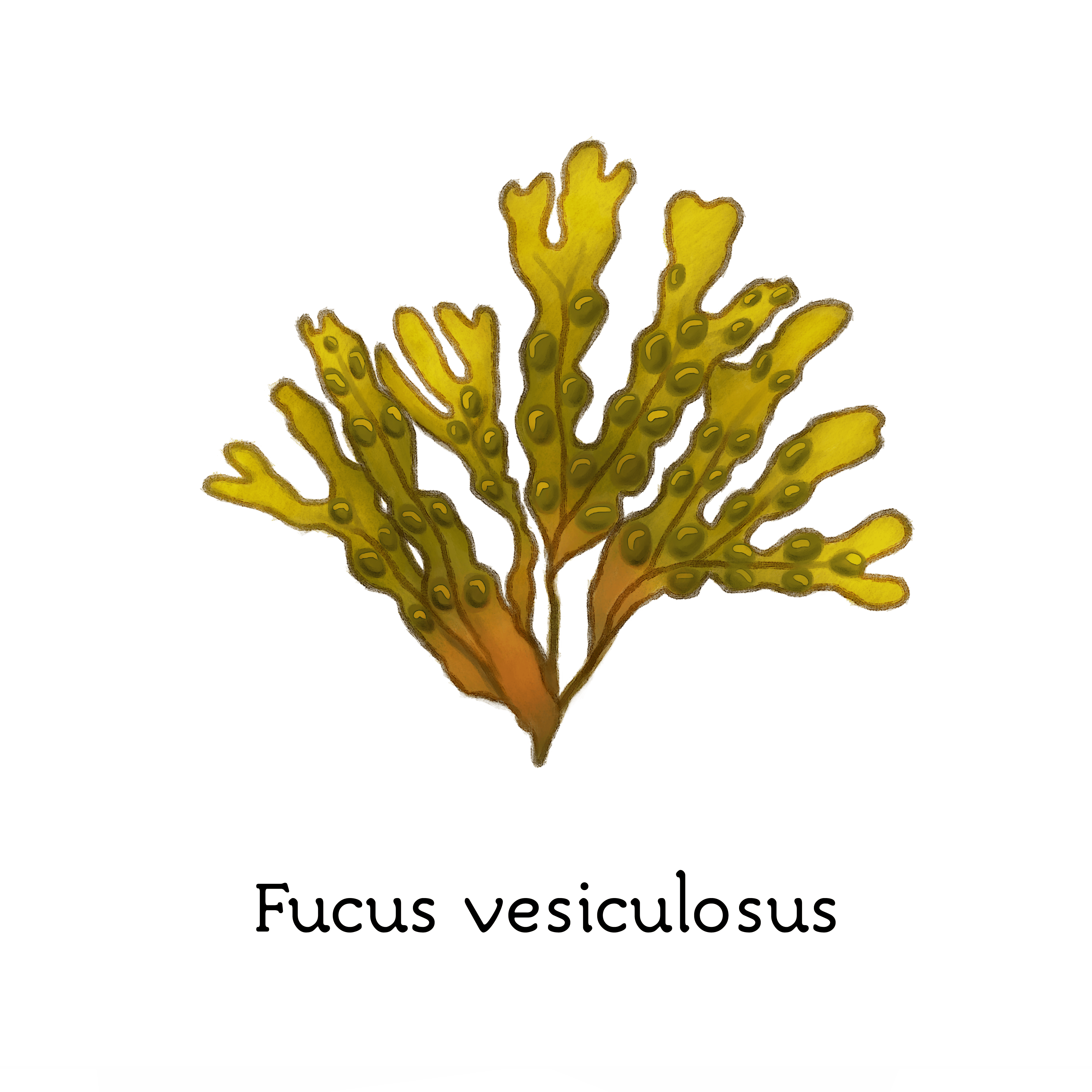 fucus_vesiculosus