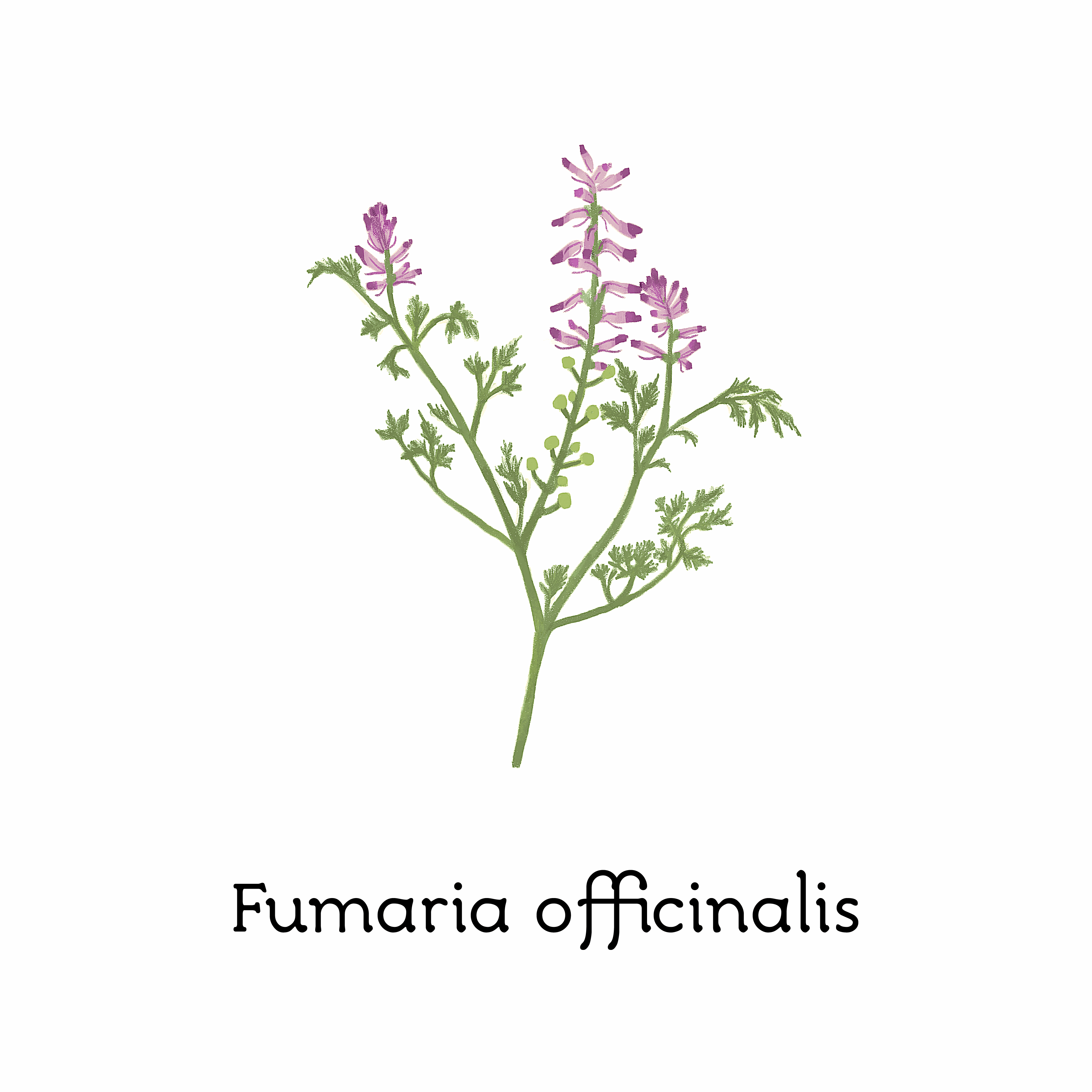 fumaria_officinalis