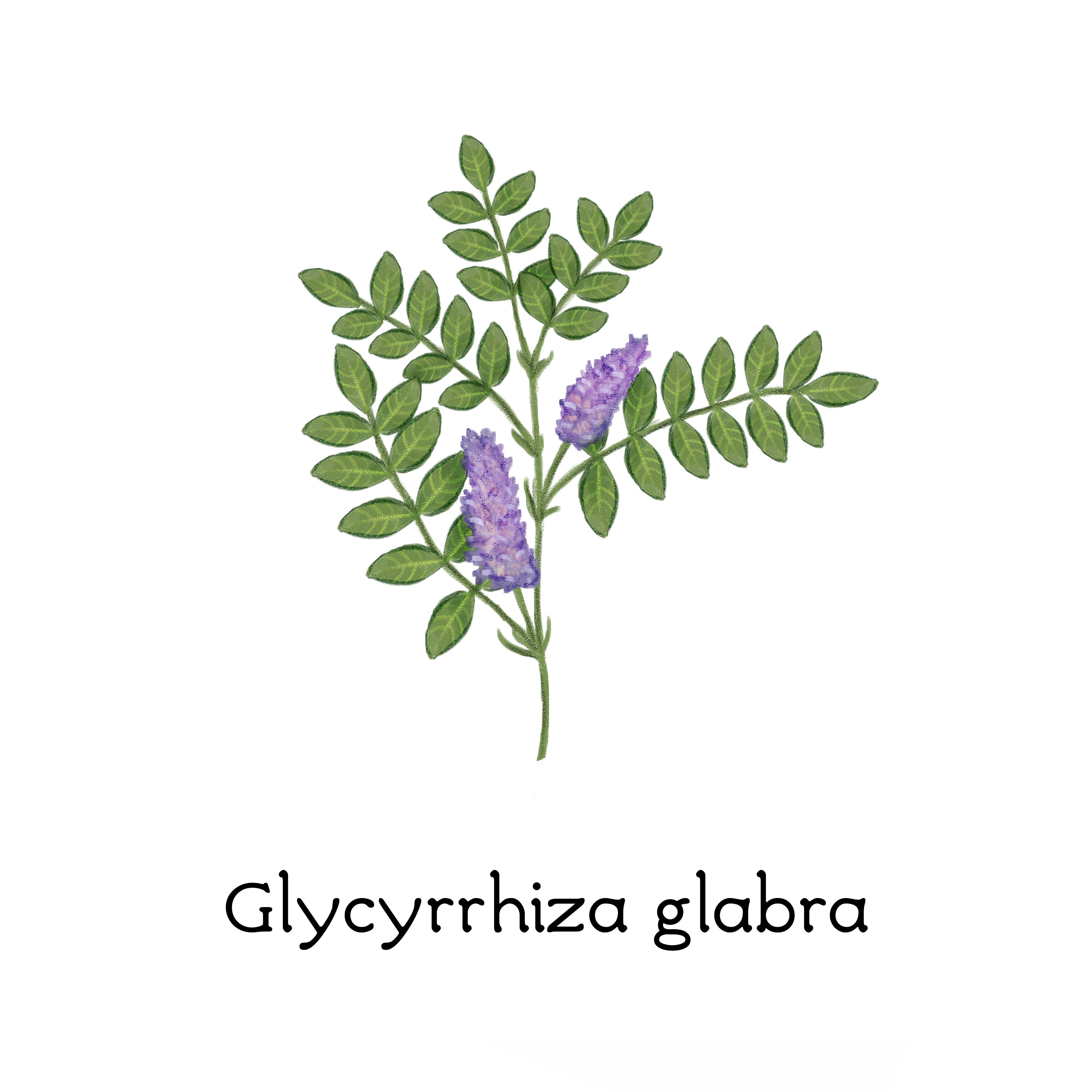 glycyrrhiza_glabra