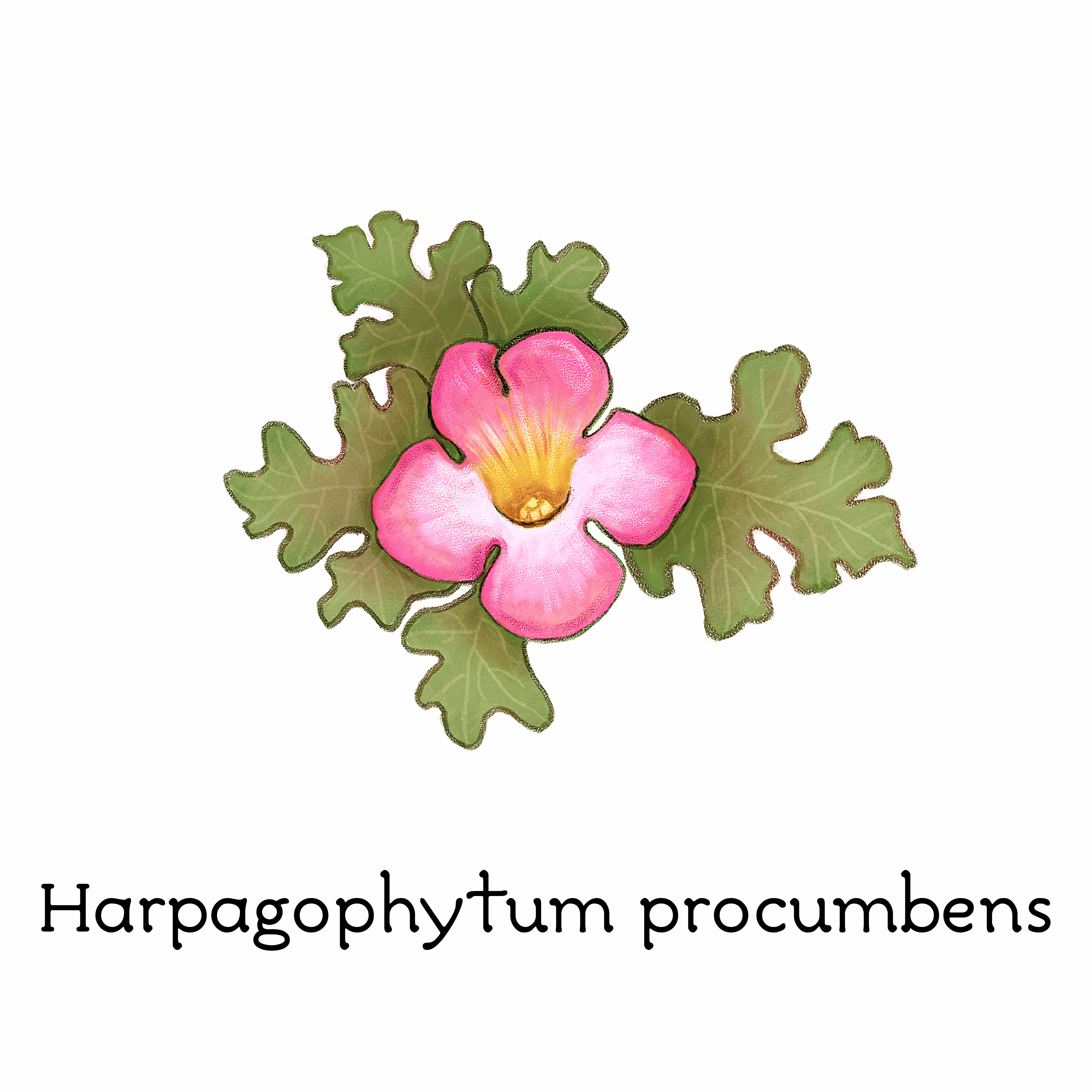 harpagophytum_procumbens