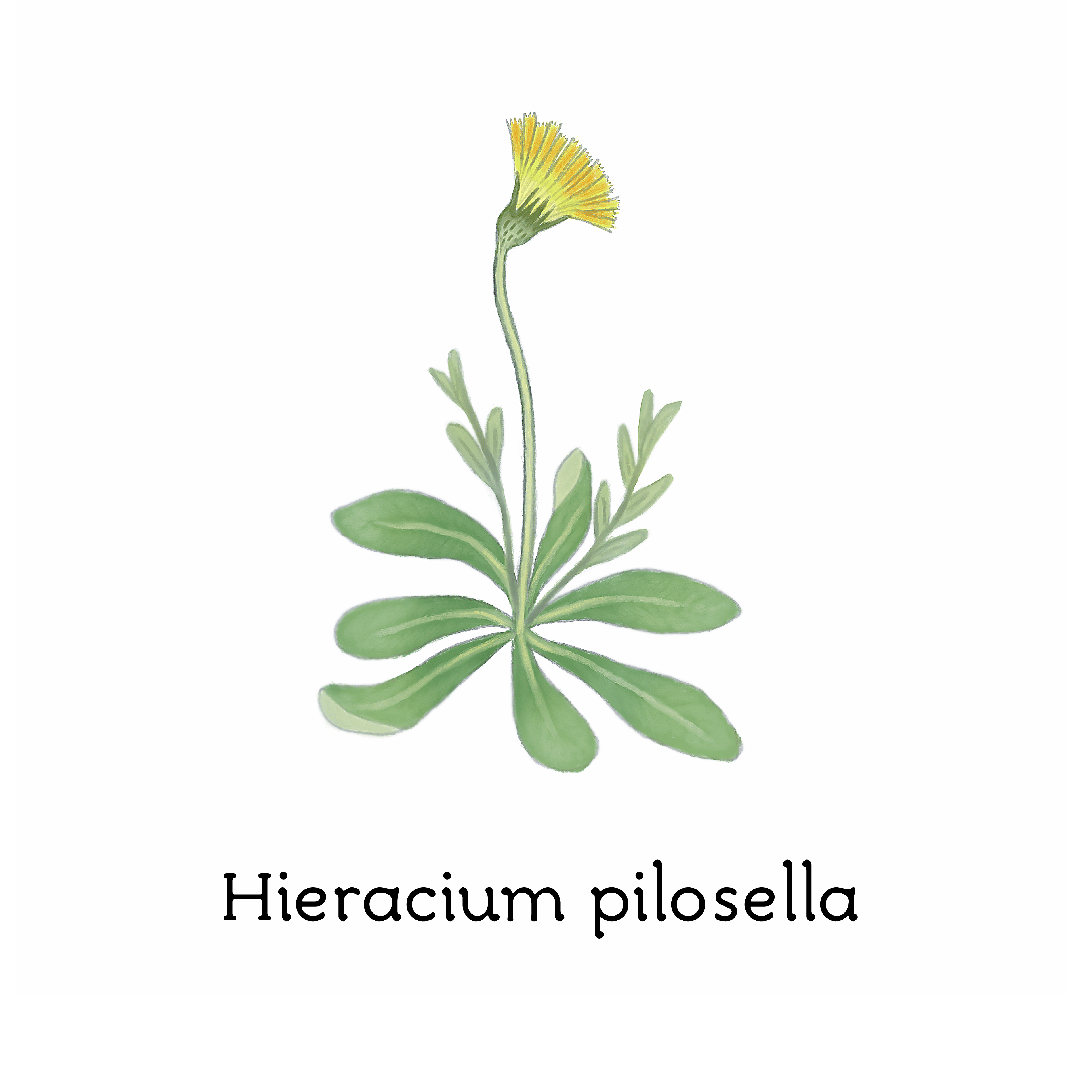 hieracium_pilosella