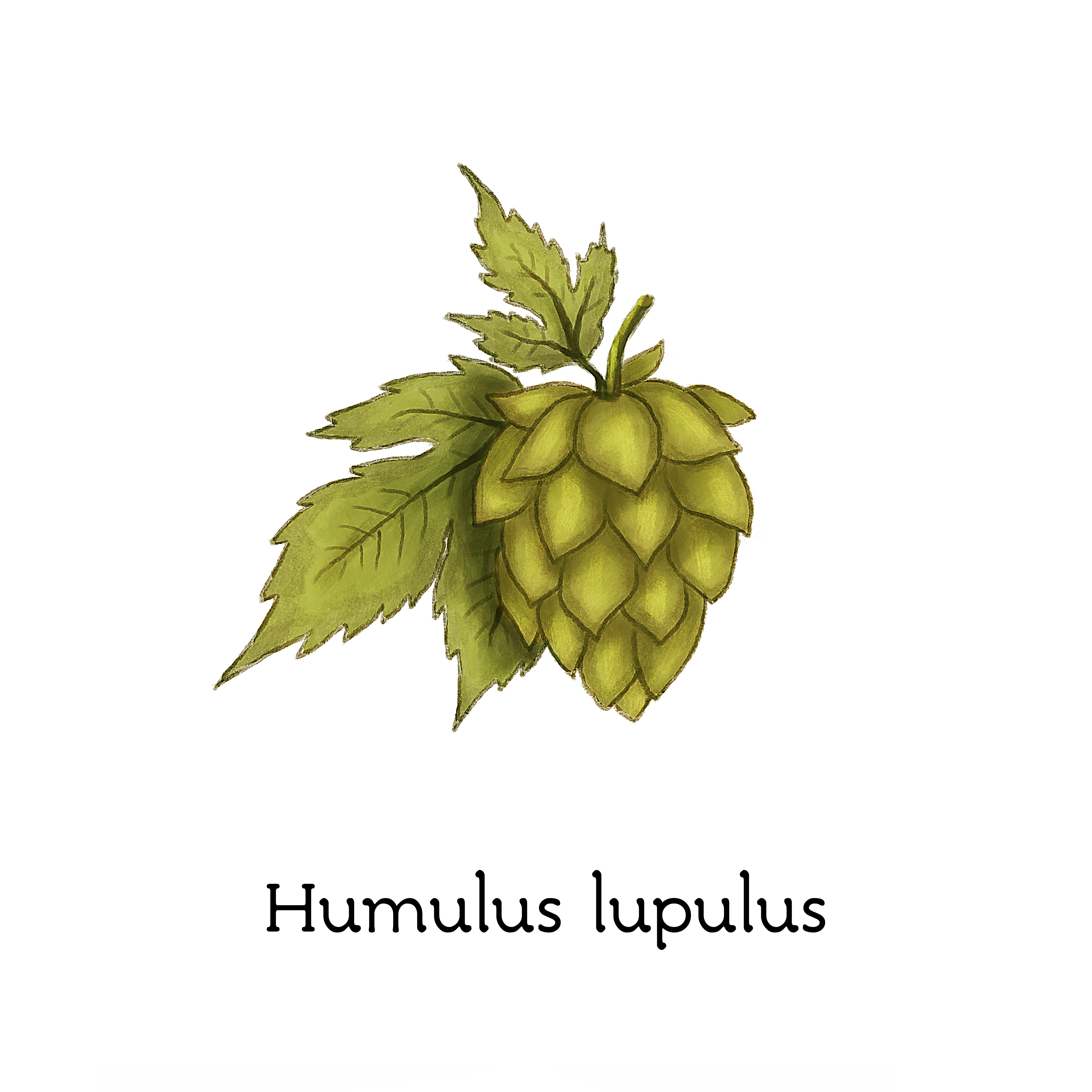 humulus_lupulus