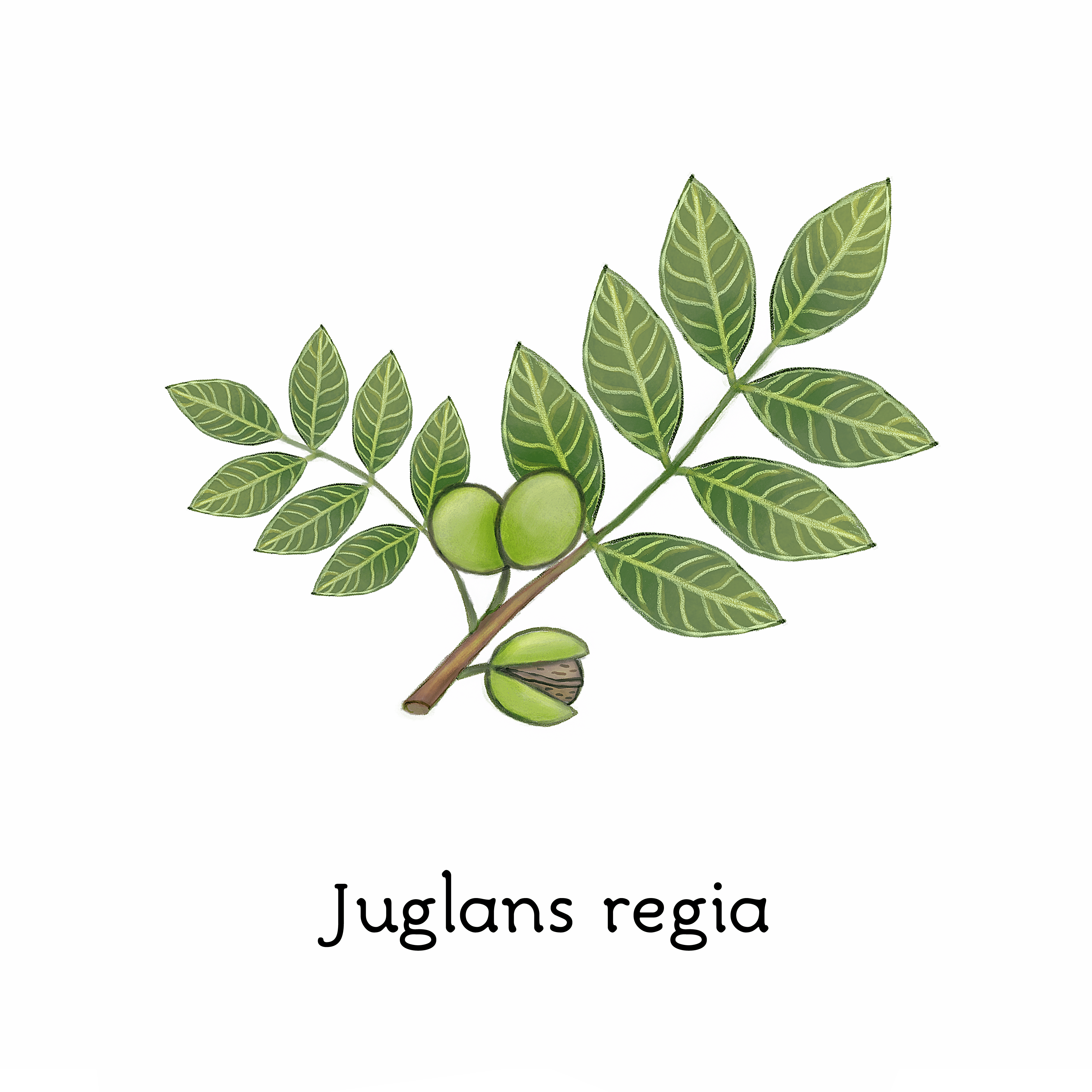 juglans_regia