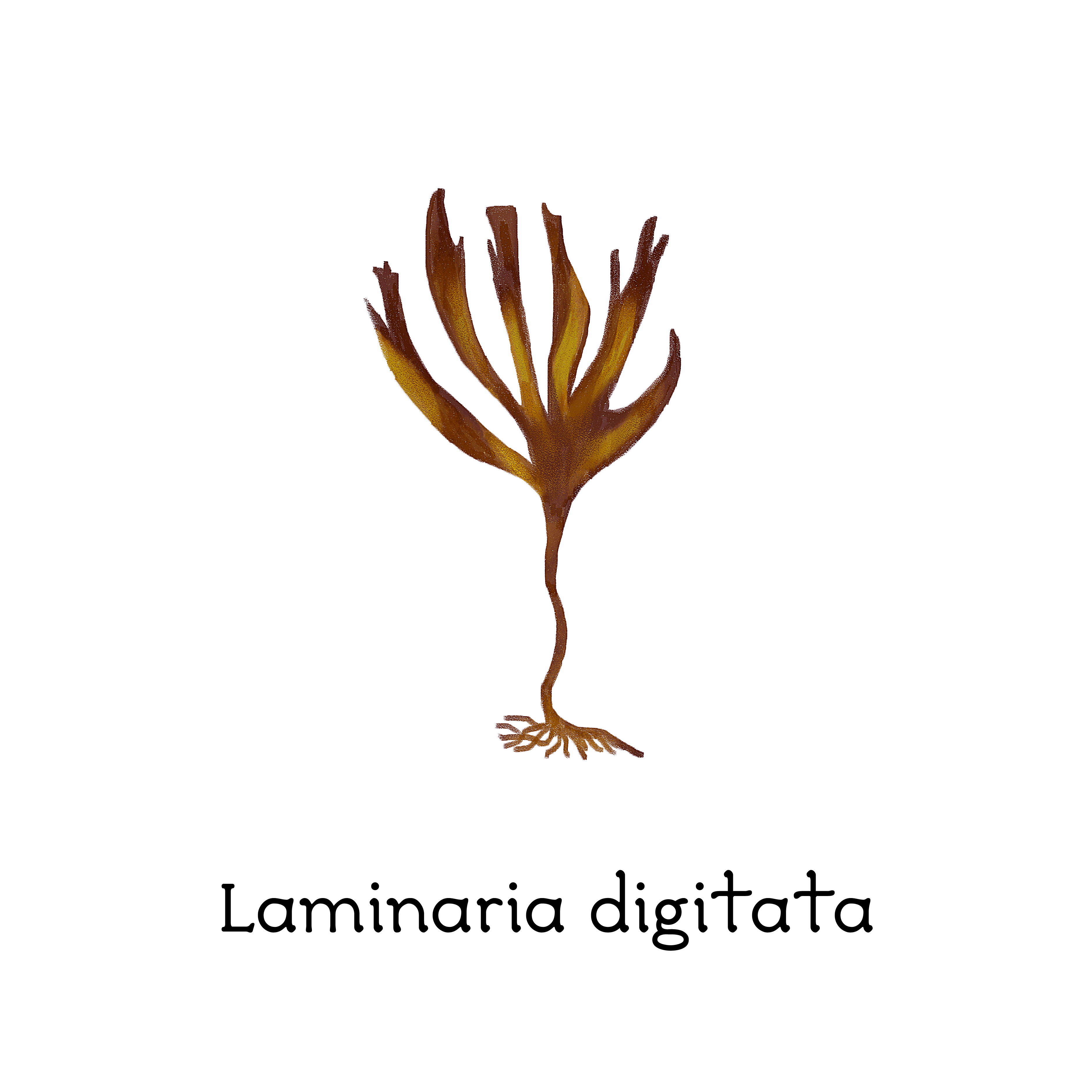 laminaria_digitata