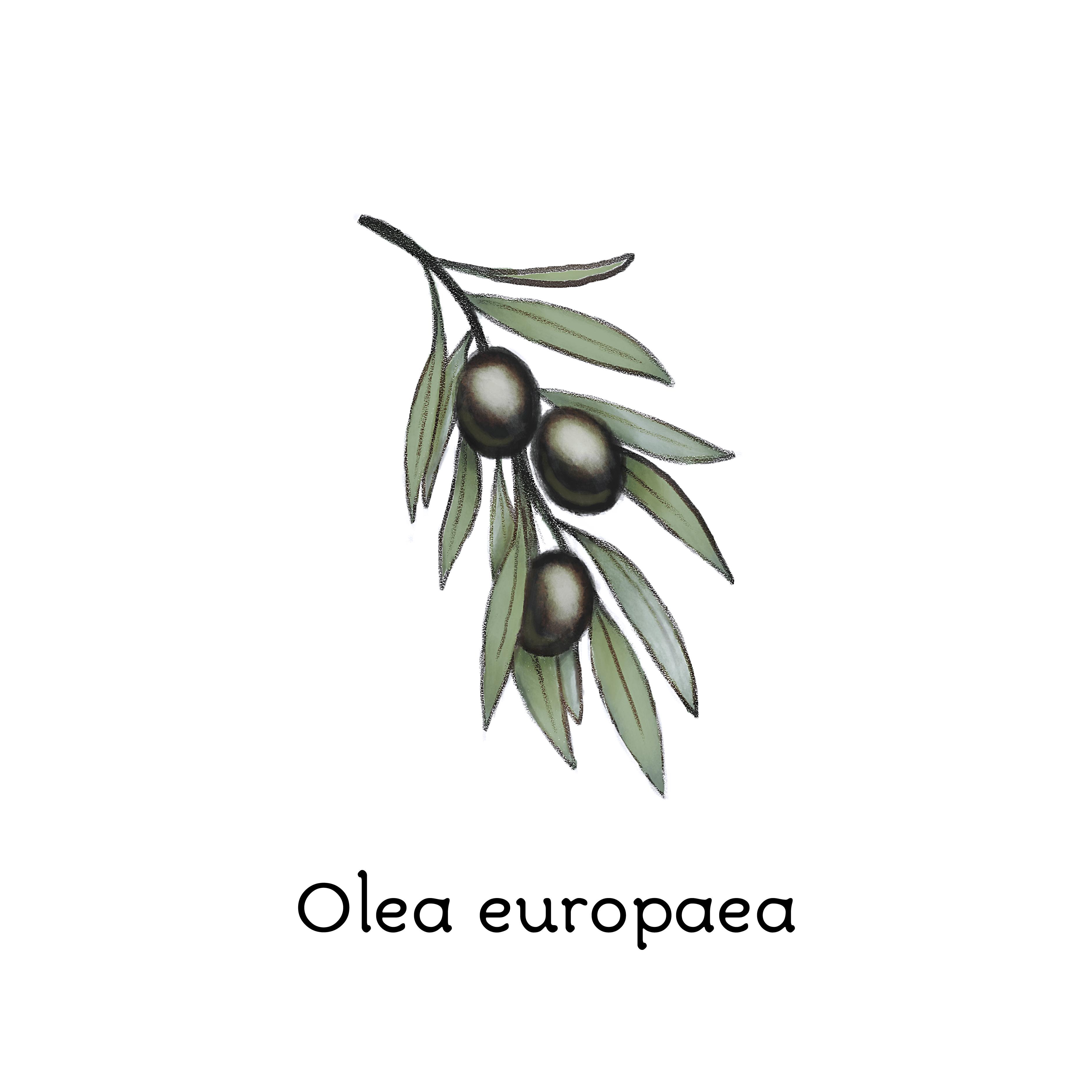 olea_europaea