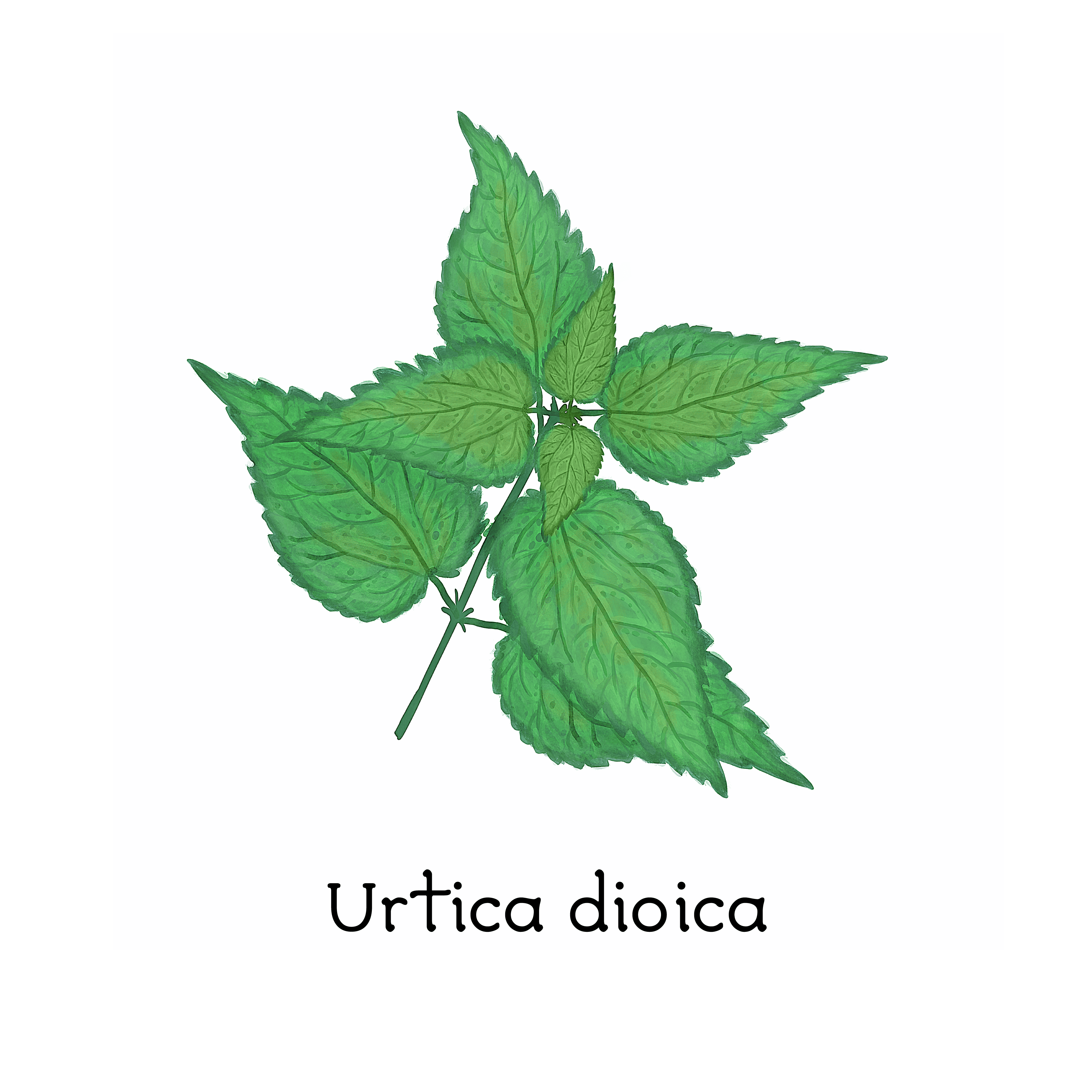 urtica_dioica