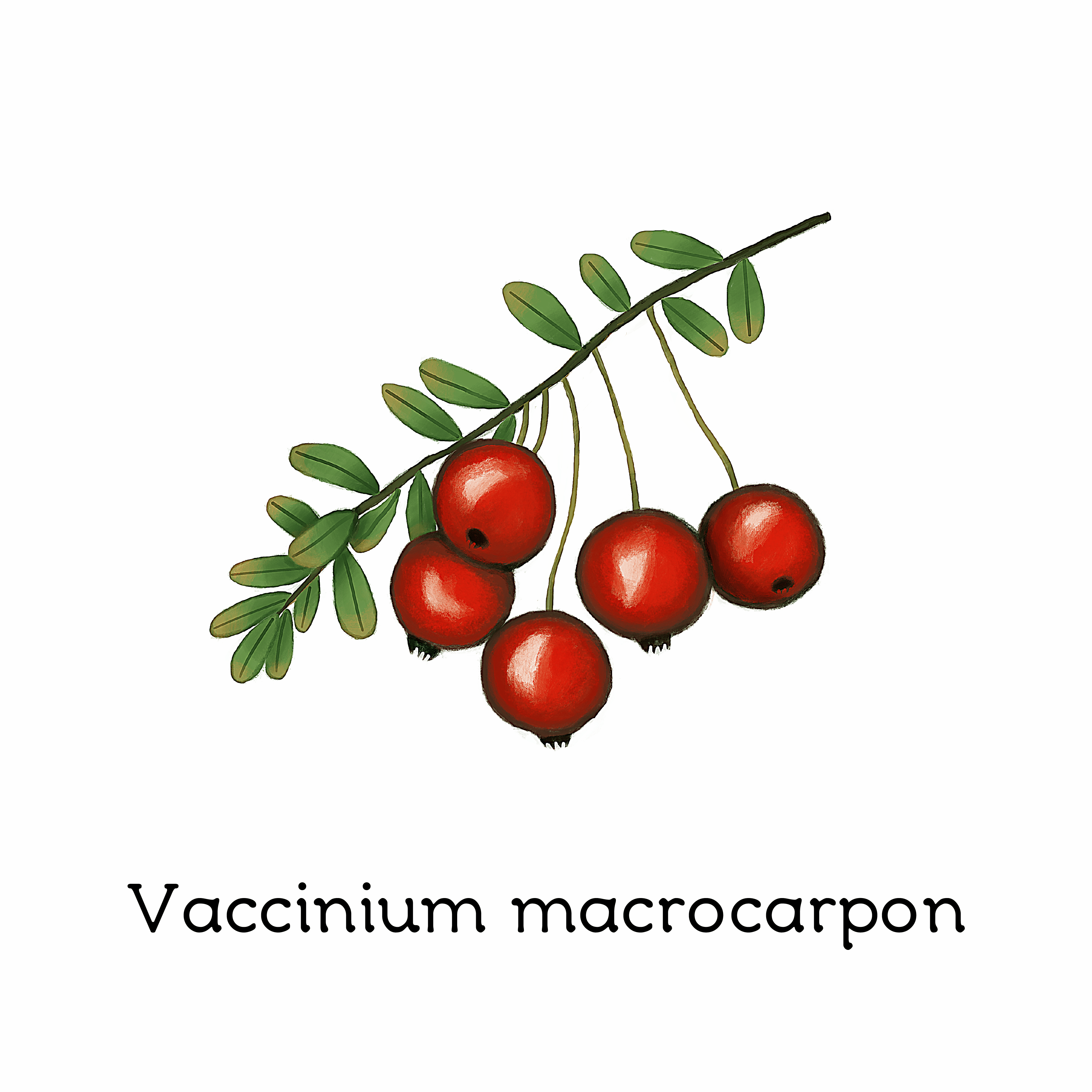 vaccinium_macrocarpon