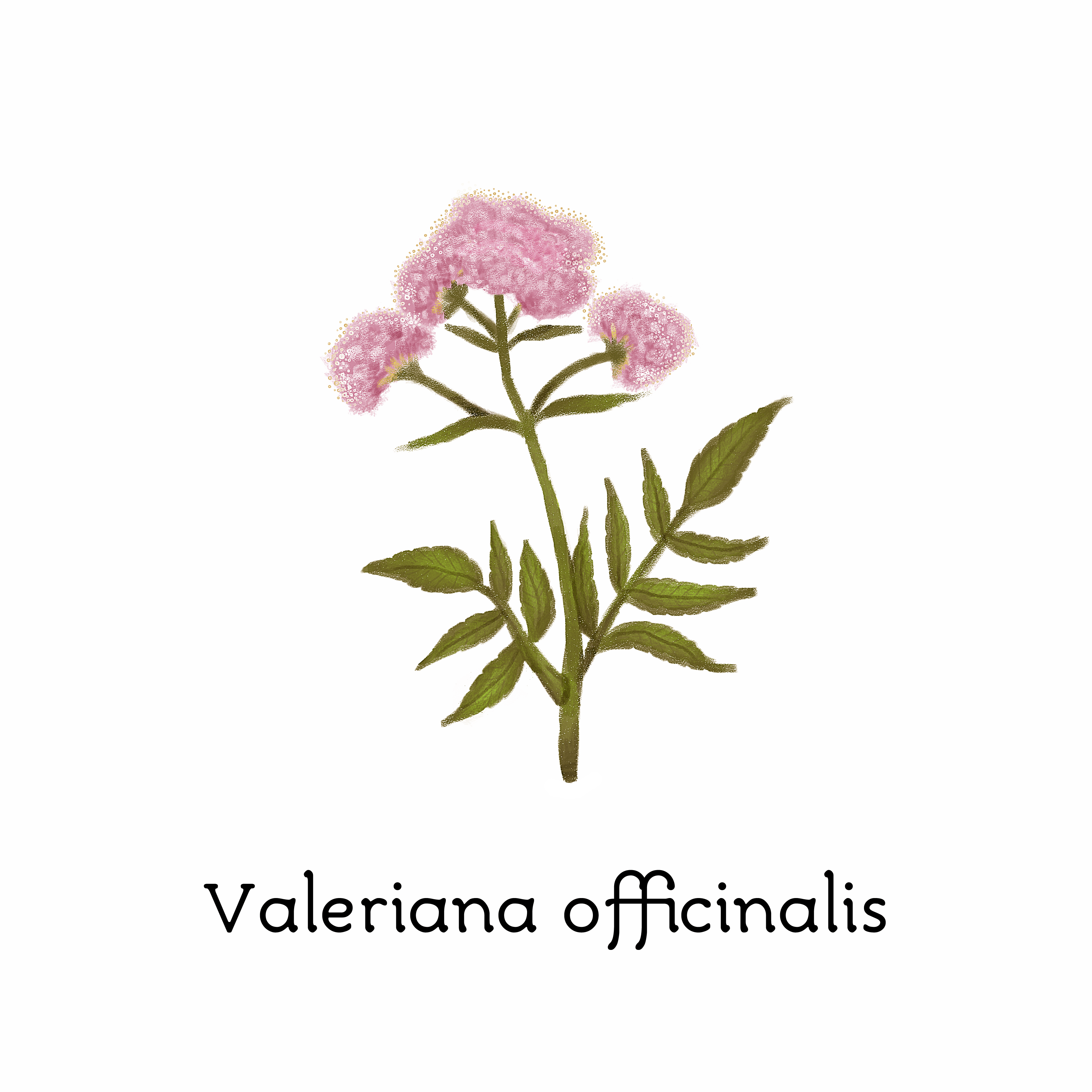 valeriana_officinalis