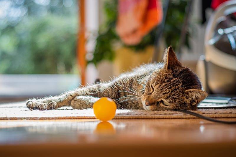 Chat couché sur le sol à la maison et regardant une balle avec laquelle jouer.