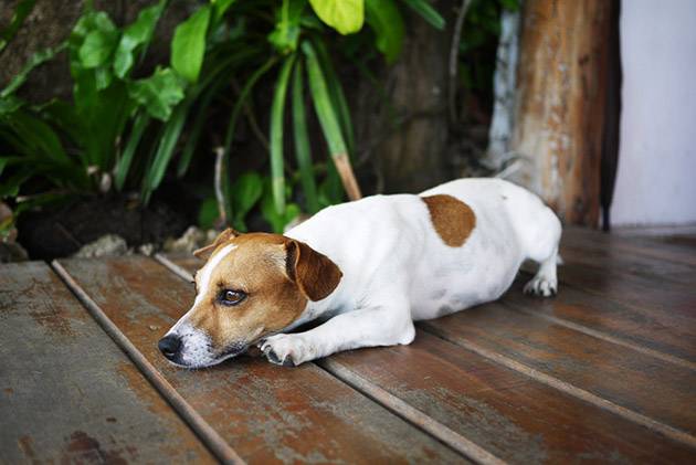 Chien fatigué couché au sol.