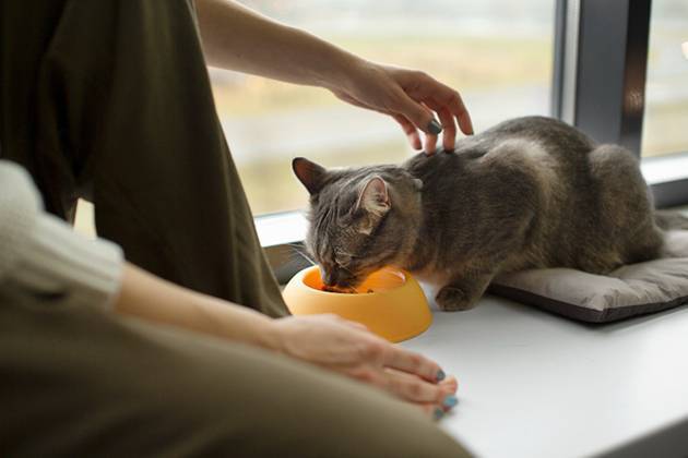 Un chat souffrant d'arthrose est installé tranquillement avec sa maîtresse sur le rebord de la fenêtre et mange sa gamelle de croquettes.