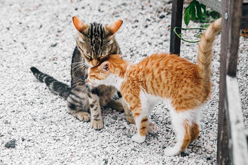 Deux chattons qui socialisent en se collant l'un contre l'autre.