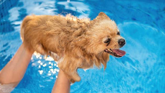 Traiter l'arthrose du chien par l'hydrothérapie, une solution naturelle.