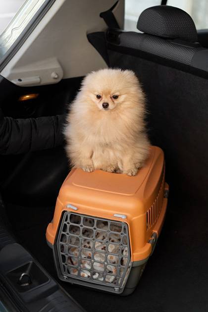 Un chien assis sur sa cage de transport dans le coffre de la voiture. Comment réduire le stress du voyage.