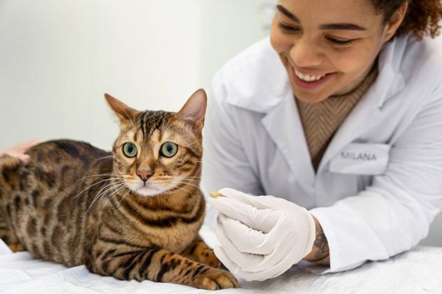 Vétérinaire donnant une gélule de phytothérapie VétoPhylum à un chaton.