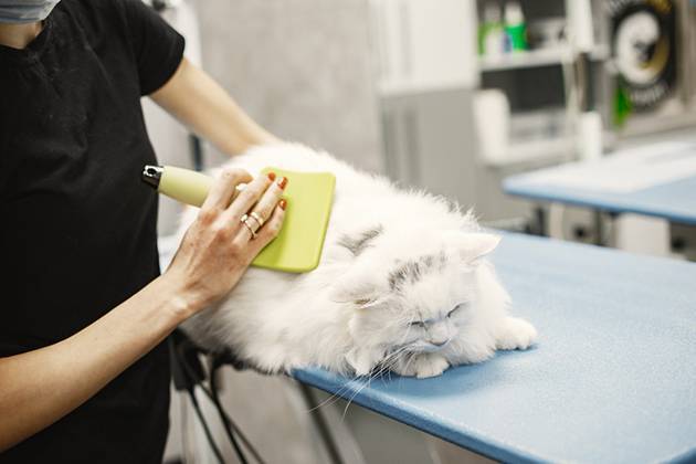 Vétérinaire brossant un magnifique chat blanc