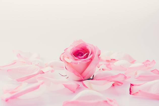 Rose et pétales de rose à utiliser en eau de rose pour apaiser et hydrater la peau de son animal de compagnie 