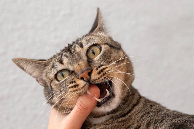 Un maître vérifie l'état de santé bucco-dentaire de son chat.