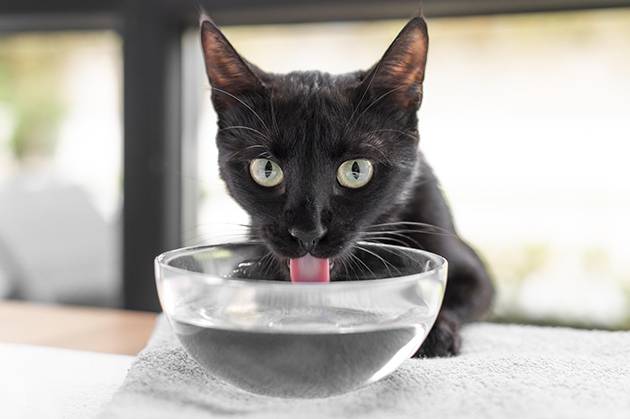 VetoPhylum - Chat buvant une gamelle d'eau, s'hydrater pour éviter les problèmes urinaires.