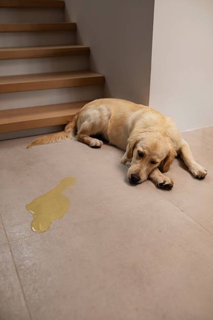 VetoPhylum - Chien couché après avoir uriné dans la maison. Les solutions naturelles contre les problèmes urinaires du chien et du chat.