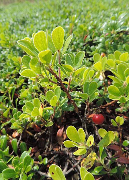 VetoPhylum - La busserole dans son environnement naturel. Elle a des propriétés antibactériennes et diurétiques.