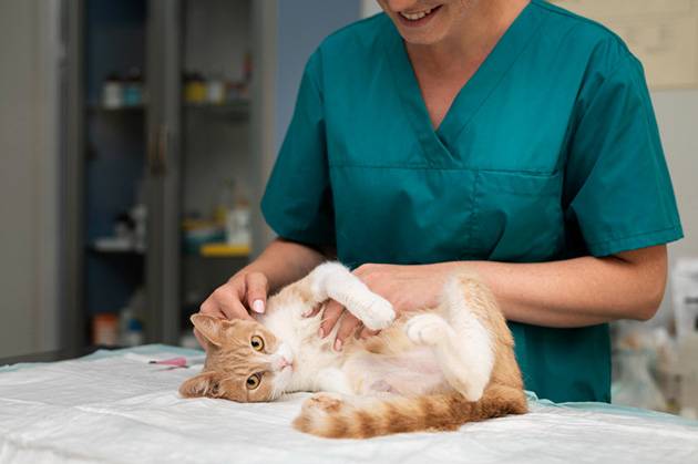VetoPhylum - vétérinaire prenant soin d'un chat lors d'une consultation.