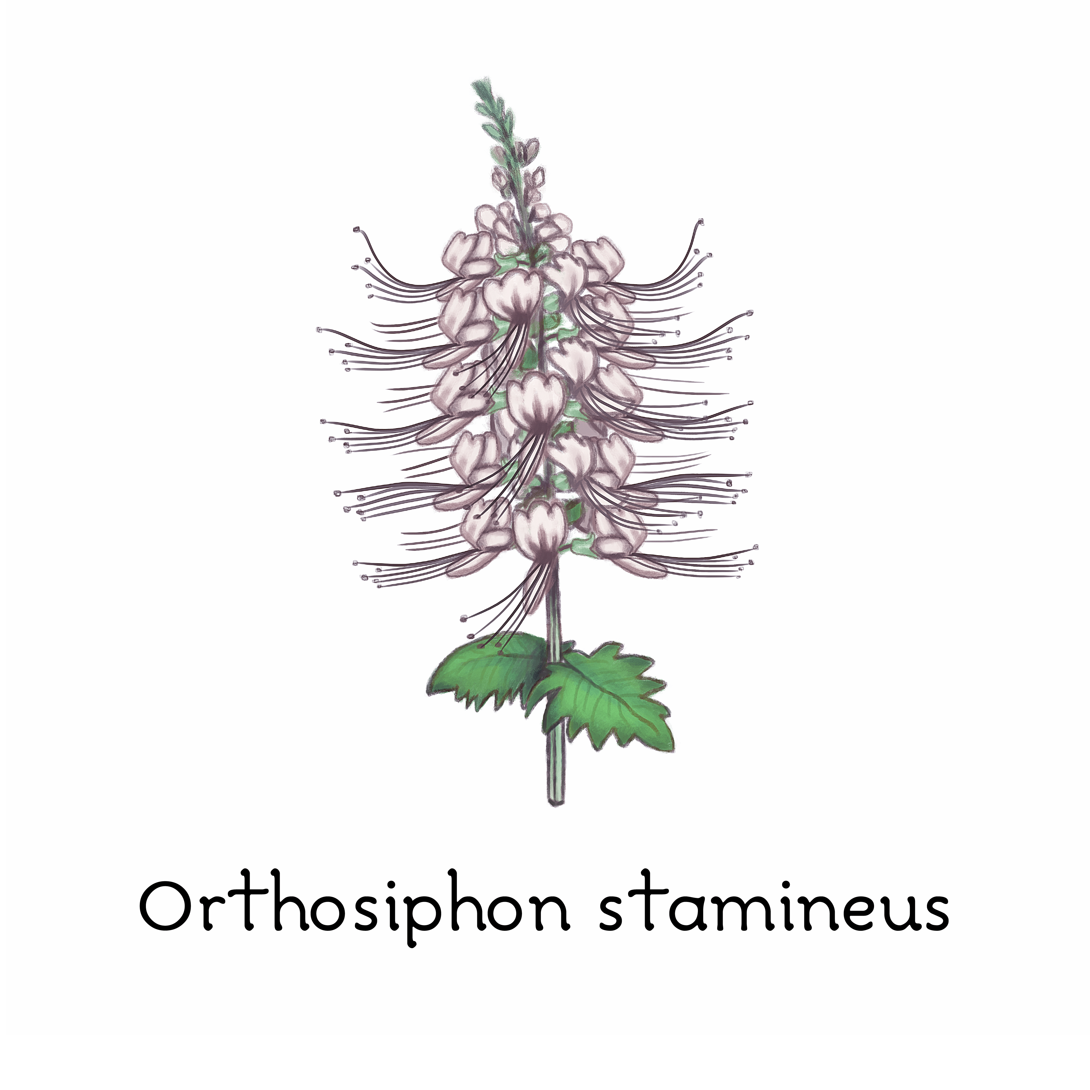 orthosiphon stamineus