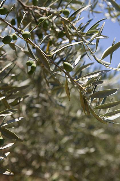 VetoPhylum - photo de feuilles d'olivier dont l'extrait est connu pour ses propriétés antihypertensives.