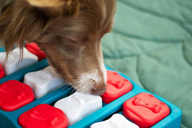 Vetophylum - chien qui joue à un jeu olfactif (cache-cache avec des friandises)