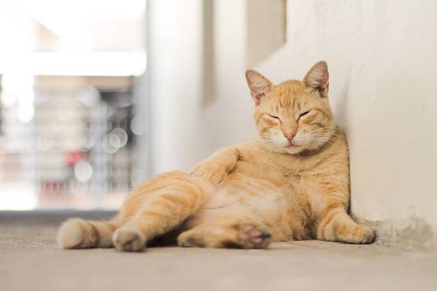 Vetophylum - chat qui se repose après un temps de stimulation mentale.