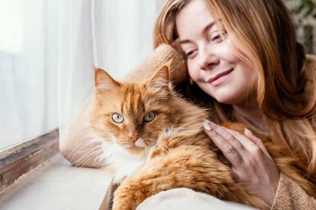 Vetophylum - chat couché tranquillement sur le canapé sa maîtresse le caresse